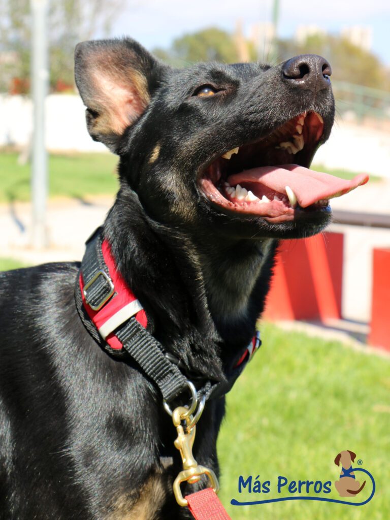 Collar-Powerful-Mas-Perros-4-WEB-scaled