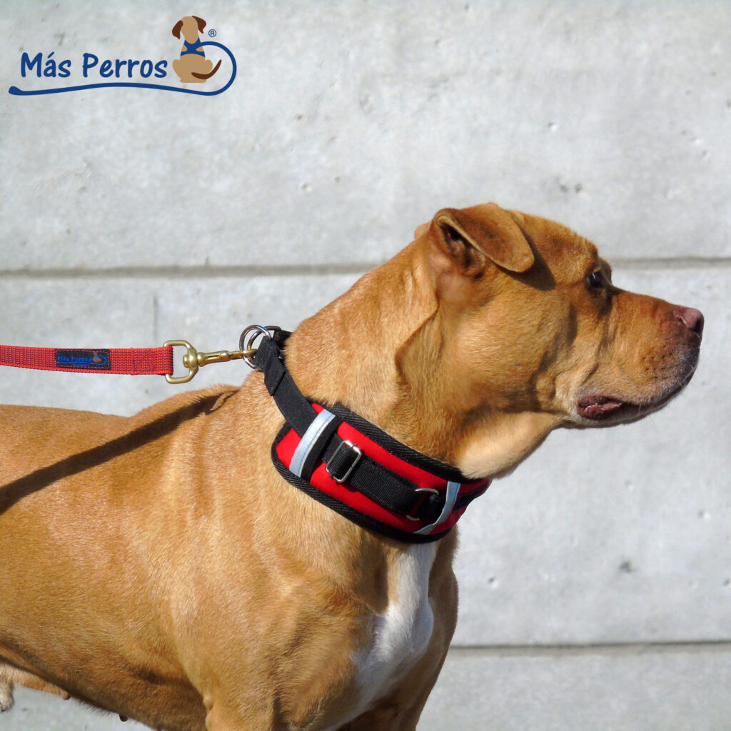 Collar-Powerful-Mas-Perros-5-WEB-scaled