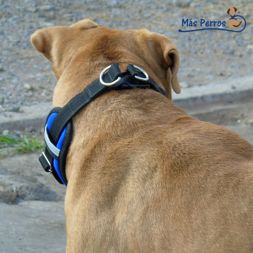 Collar-Powerful-Mas-Perros-7-WEB-scaled