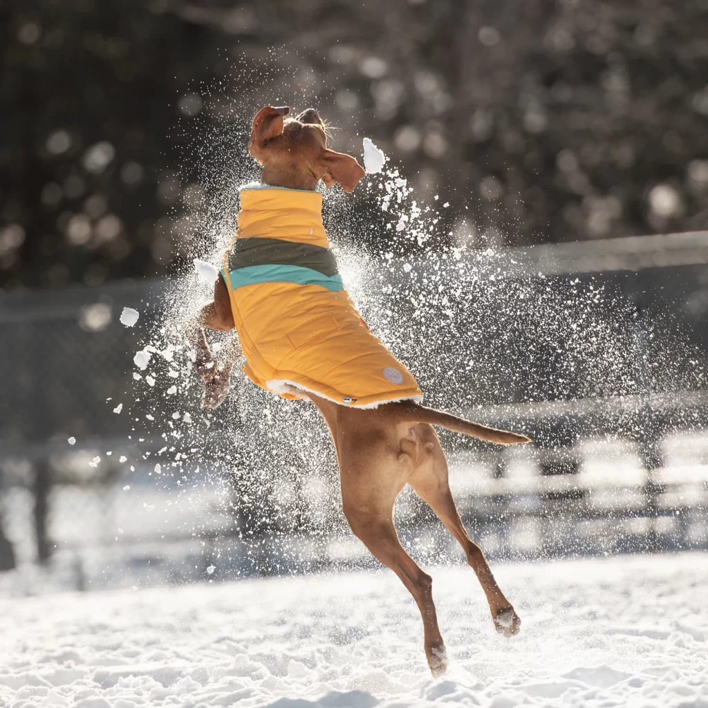DOG-WINTER-JACKET-GFPET-ALPINE-PUFFER-YELLOW-6