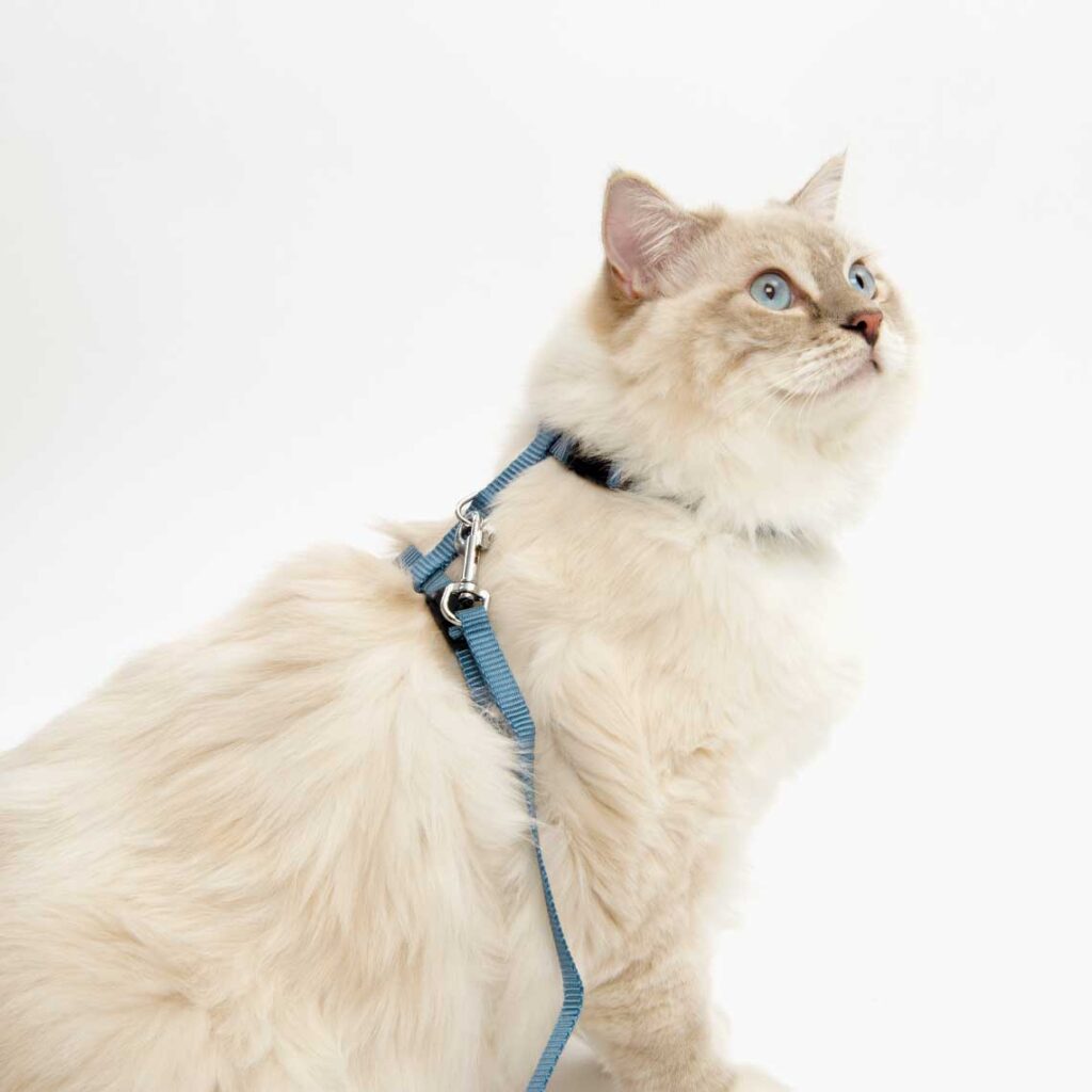 V55361_Harness_and_Leash-570×570@2x