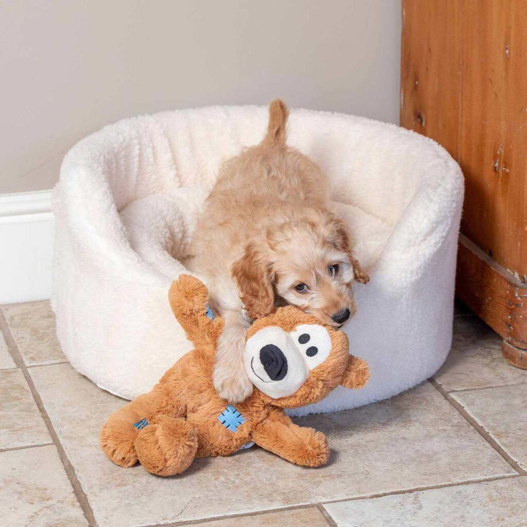 kong-wild-knots-bears-lifestyle-dog_1920x.progressive