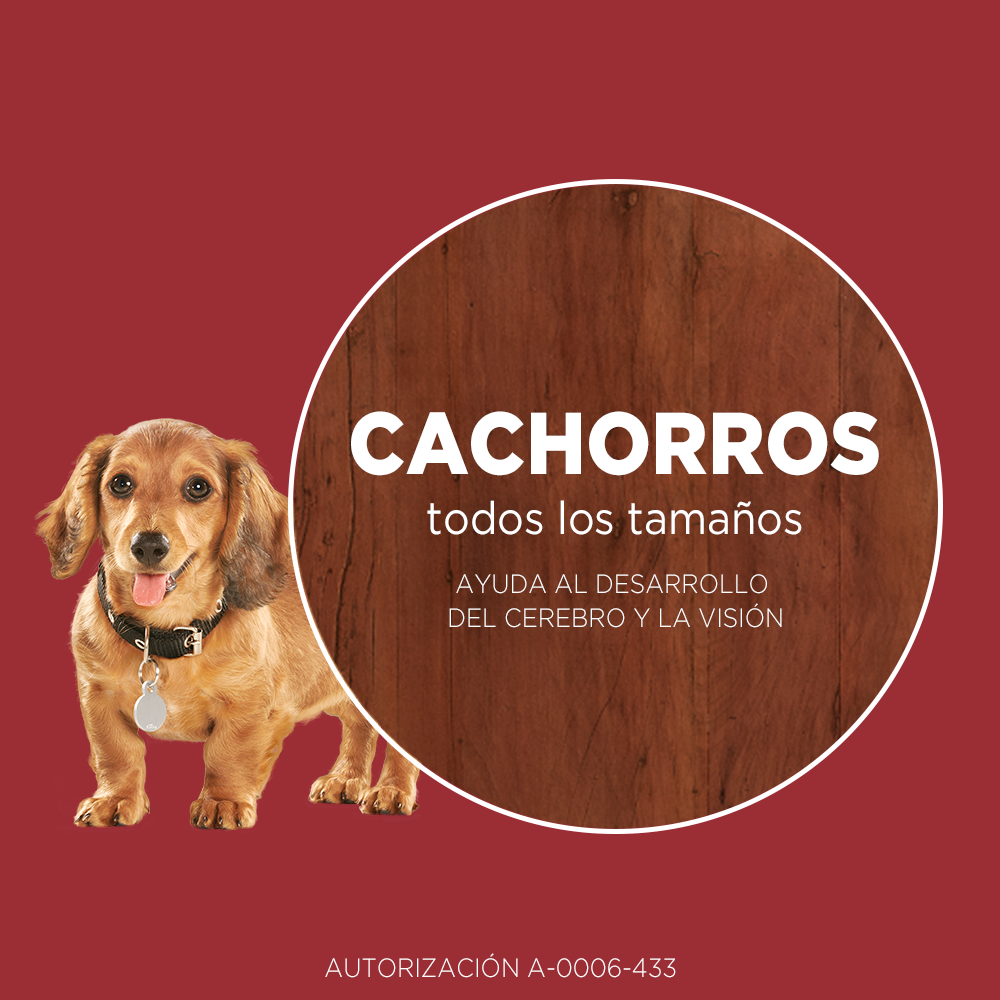 purina_one_adultos_minis_y_pequenos_pollo_y_cordero_01