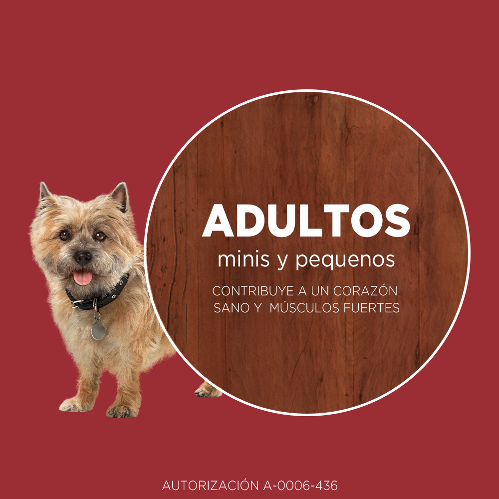 purina_one_adultos_minis_y_pequenos_pollo_y_cordero_1
