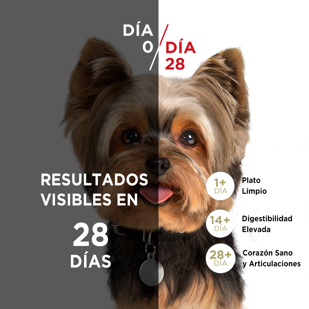purina_one_adultos_minis_y_pequenos_pollo_y_cordero_3