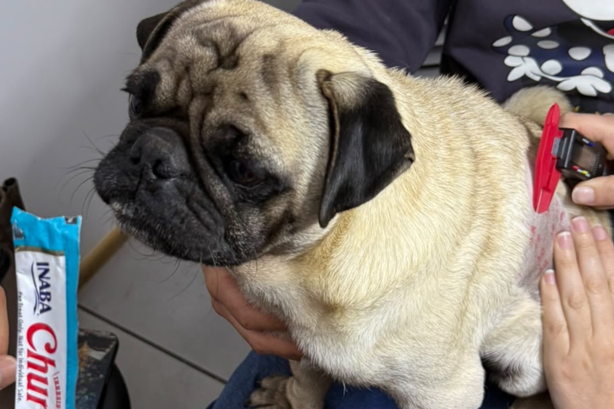 Perro comiendo premio Churu mientras le aplican el test de alergias