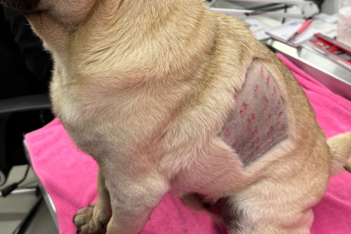 Perro con prick test de alergias aplicado en el flanco, GuauQueVet Coquimbo