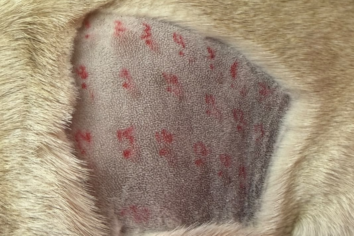 Zona de piel preparada para el prick test de alergias en perro