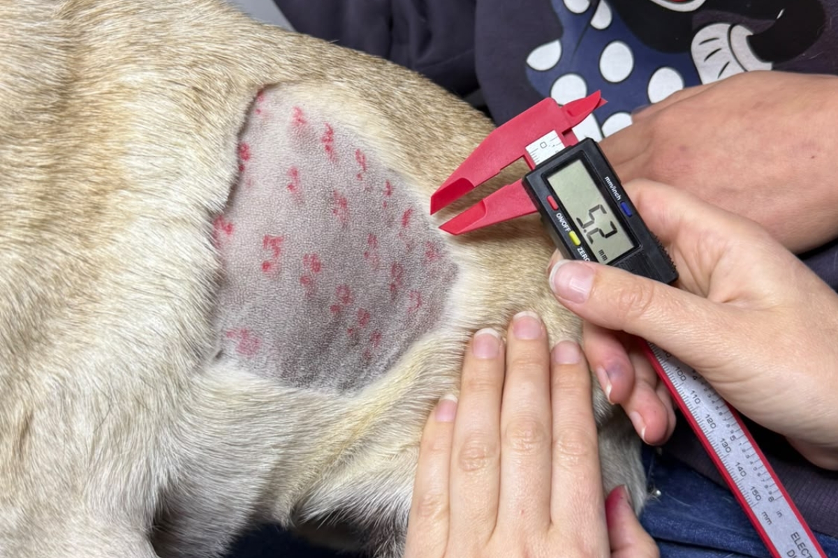 Veterinaria midiendo el tamaño de una roncha del test cutáneo de alergia en perro
