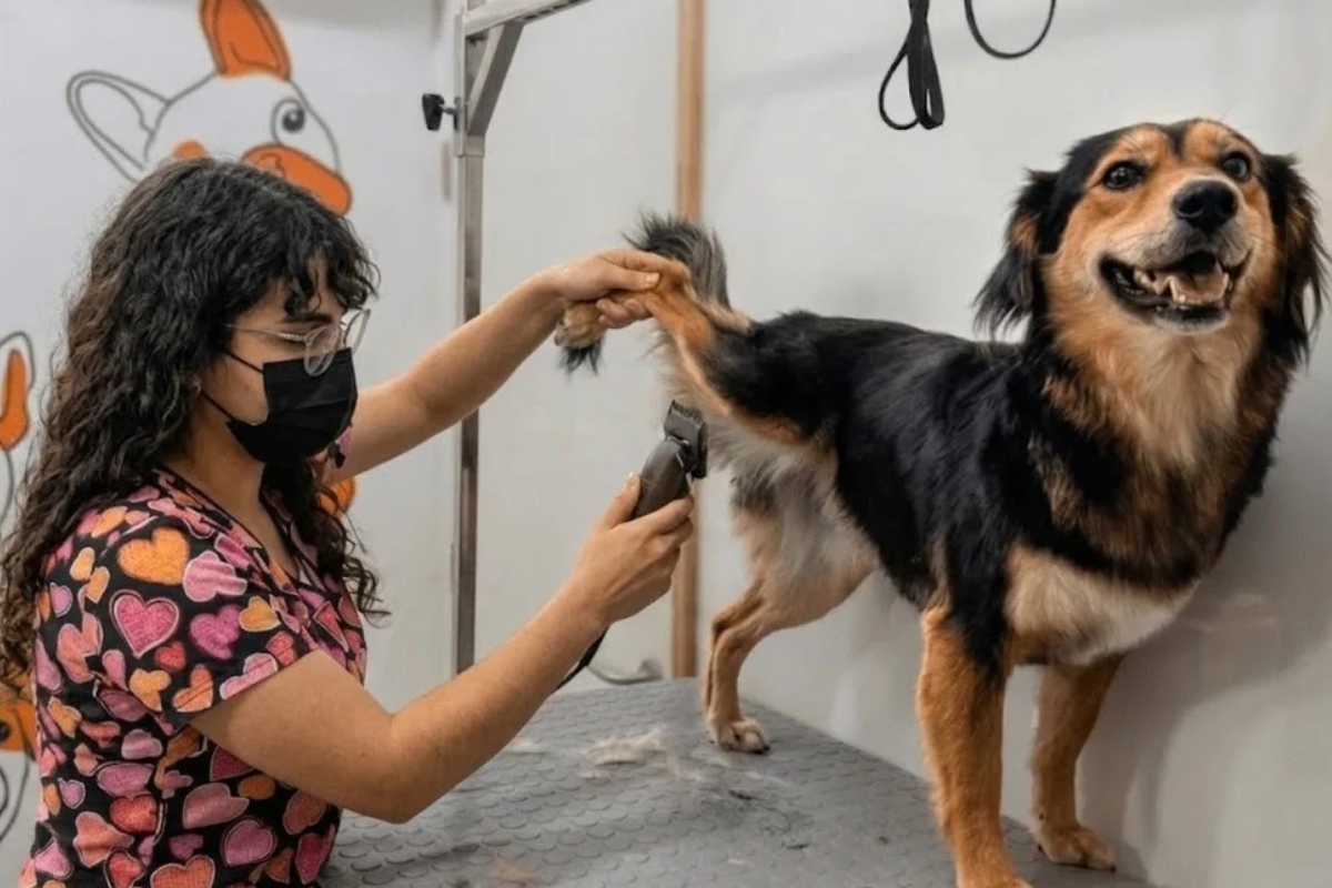 Baño y corte de pelo para perros en GuauQueSpa, Coquimbo
