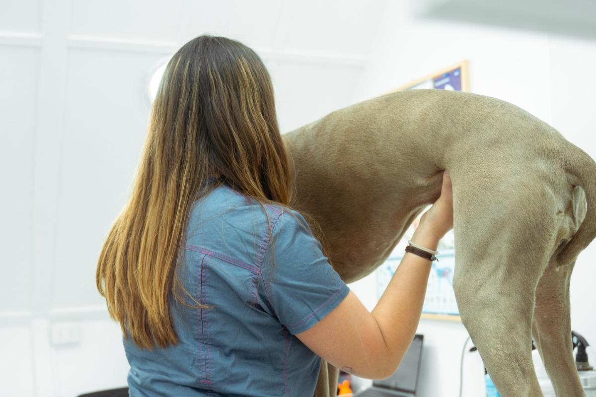 Consulta veterinaria para perros y gatos en La Herradura, Coquimbo